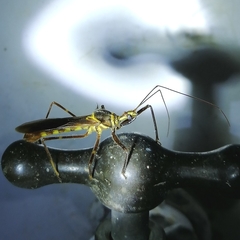 Isocondylus elongatus