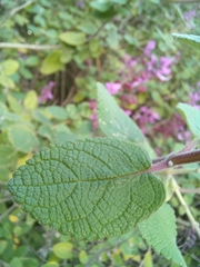 Syncolostemon obermeyerae