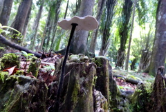 Sanguinoderma rugosum