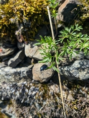 Canthophorus melanopterus