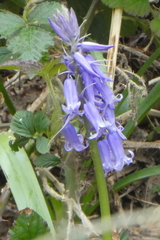 Hyacinthoides