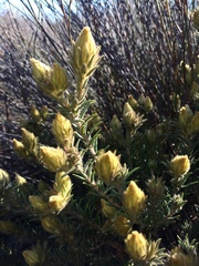 Phylica pubescens