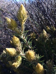 Phylica pubescens