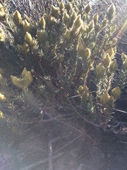 Phylica pubescens