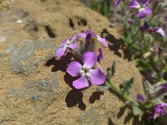 Matthiola sinuata