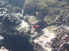 Acanthurus achilles