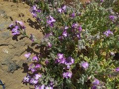 Matthiola sinuata