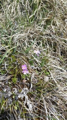 Primula farinosa
