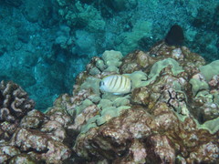 Chaetodon multicinctus