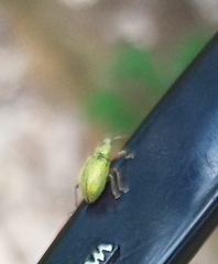 Polydrusus formosus