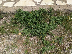 Centaurea seridis sonchifolia