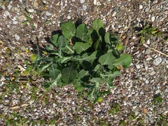 Centaurea seridis sonchifolia