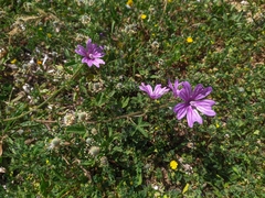 Malva sylvestris
