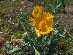 Glaucium flavum