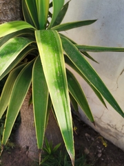 Yucca