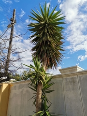 Yucca