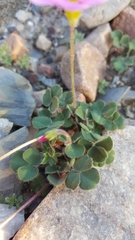 Oxalis imbricata