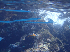 Platybelone argalus