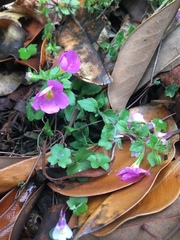 Chaenostoma cordatum