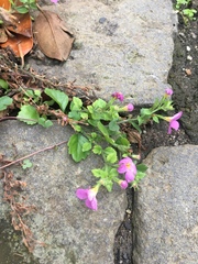 Chaenostoma cordatum