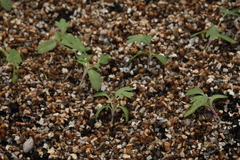 Pulsatilla ambigua