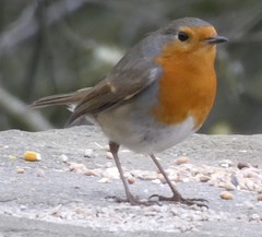 Erithacus rubecula