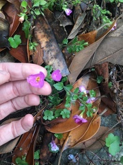 Chaenostoma cordatum