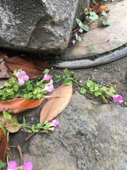 Chaenostoma cordatum