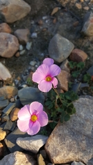 Oxalis imbricata