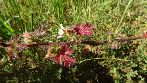 Image of Anisodontea biflora by (c) Paul Emms, some rights reserved (CC BY-SA)