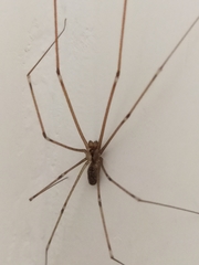 Holocnemus pluchei
