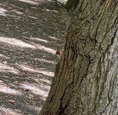 Vespa mandarinia japonica