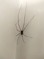 Holocnemus pluchei