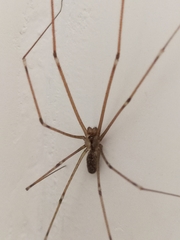 Holocnemus pluchei