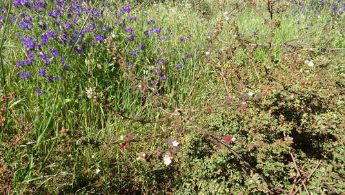 Image of Anisodontea biflora by (c) Paul Emms, some rights reserved (CC BY-SA)