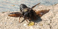 Megachile parietina