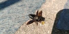 Megachile parietina