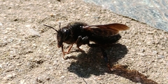 Megachile parietina
