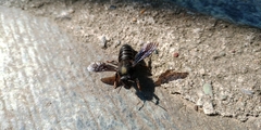 Megachile parietina