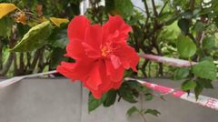 Hibiscus