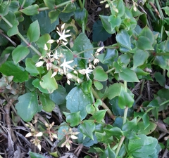 Crassula sarmentosa