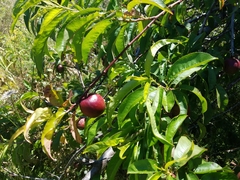 Prunus persica nucipersica
