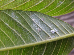 Metaleurodicus cardini