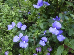 Achetaria azurea