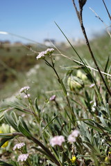 Valerianella pumila