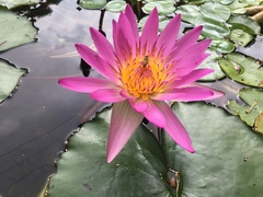 Nymphaea