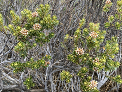 Ozothamnus leptophyllus
