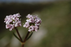 Valerianella pumila
