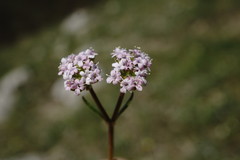 Valerianella pumila