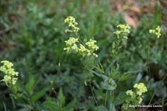 Biscutella auriculata